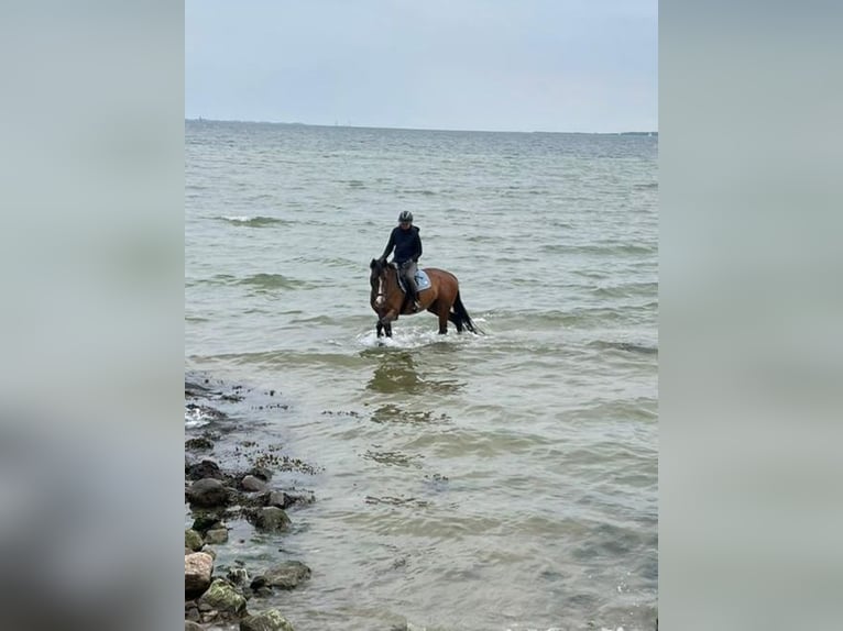 Holstein Mare 15 years 16 hh Brown in Sörup