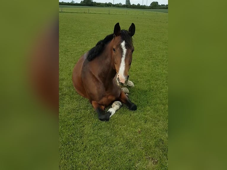 Holstein Mare 15 years 16 hh Brown in Sörup