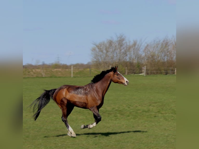 Holstein Mare 15 years 16 hh Brown in Sörup