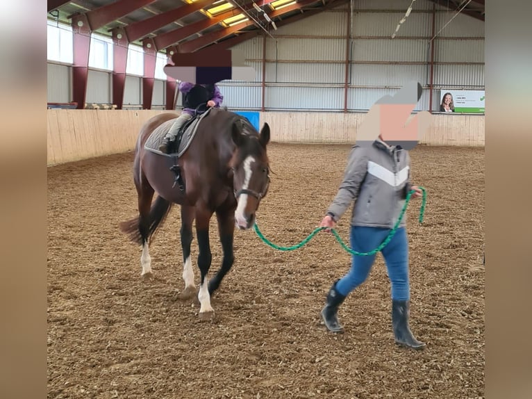 Holstein Mare 15 years 16 hh Brown in Sörup