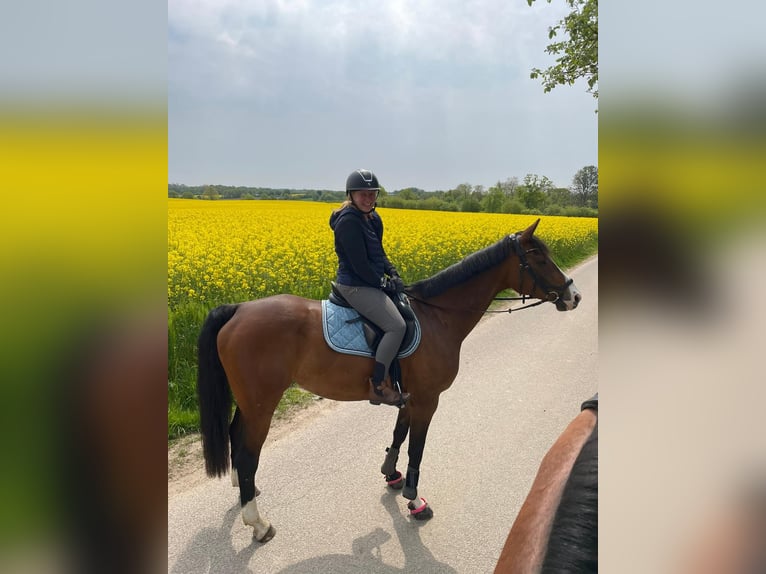 Holstein Mare 15 years 16 hh Brown in Sörup