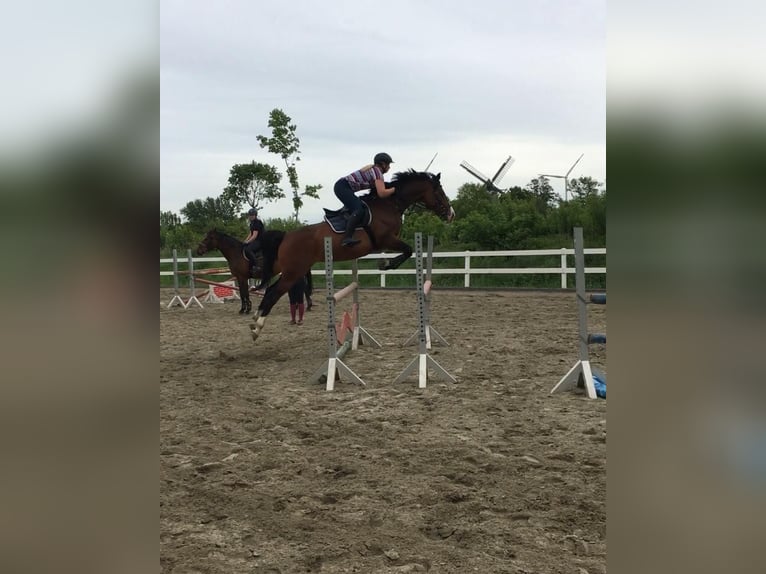 Holstein Mare 15 years 16 hh Brown in Sörup