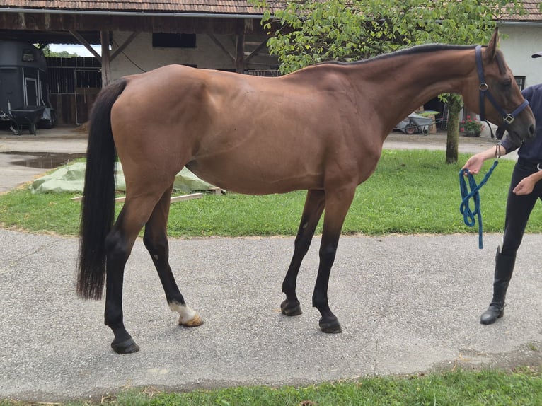 Holstein Mare 15 years 16 hh Brown in Maribor