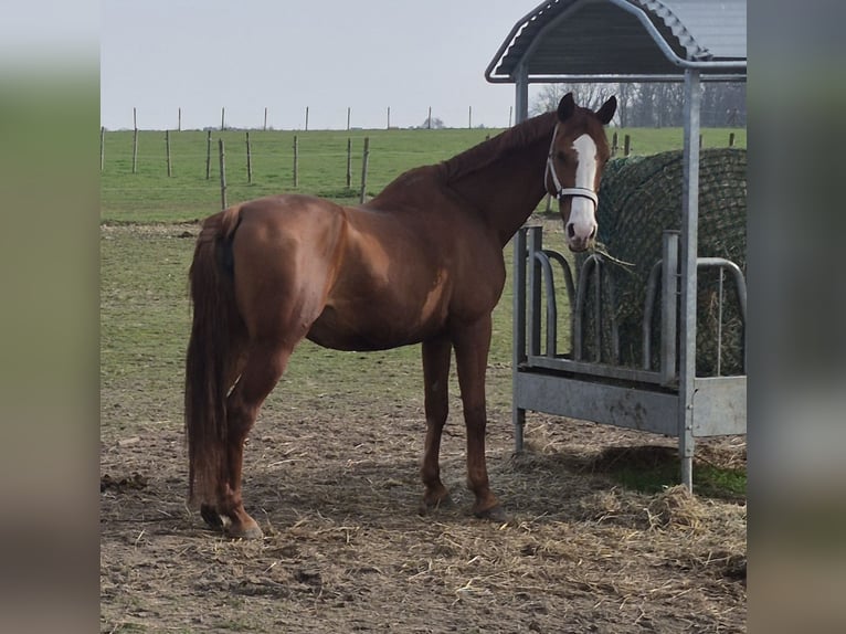 Holstein Mare 15 years 16 hh Chestnut-Red in Aldenhoven