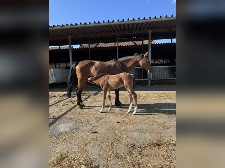 Holstein Mare 15 years 16,1 hh Brown in Osnabr&#xFC;ck
