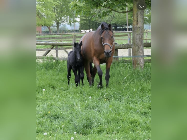 Holstein Mare 15 years 16,1 hh Brown in Osnabr&#xFC;ck