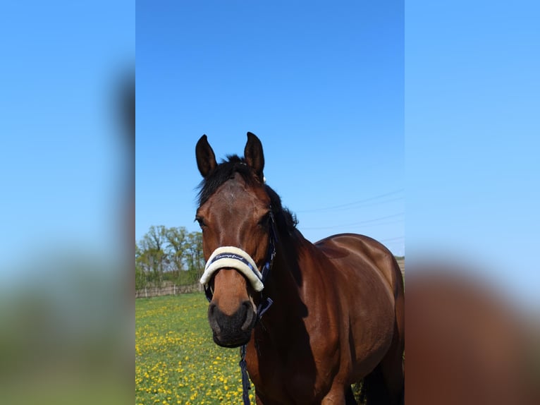 Holstein Mare 15 years 16,1 hh Brown in Osnabr&#xFC;ck