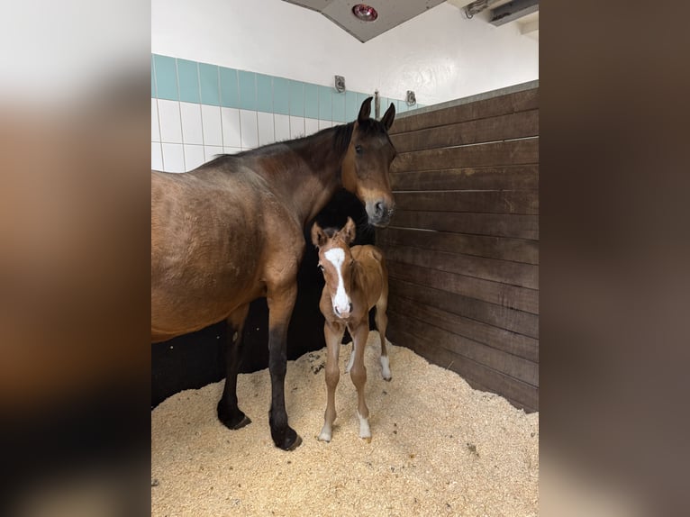Holstein Mare 15 years 16,1 hh Brown in Osnabr&#xFC;ck