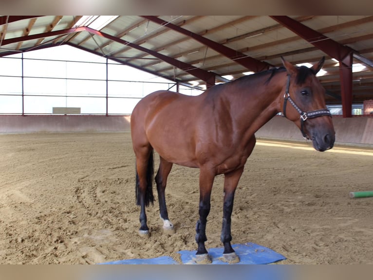 Holstein Mare 15 years 16,1 hh Brown in Osnabr&#xFC;ck