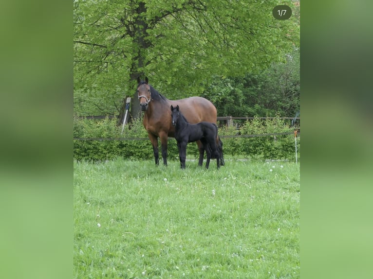 Holstein Mare 15 years 16,1 hh Brown in Osnabr&#xFC;ck