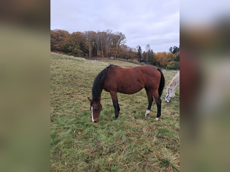 Holstein Mare 15 years 16,1 hh Brown in Skals
