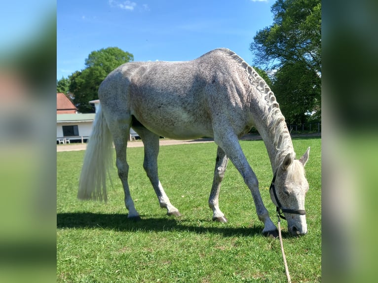 Holstein Mare 15 years 16,1 hh Gray-Fleabitten in Mölln