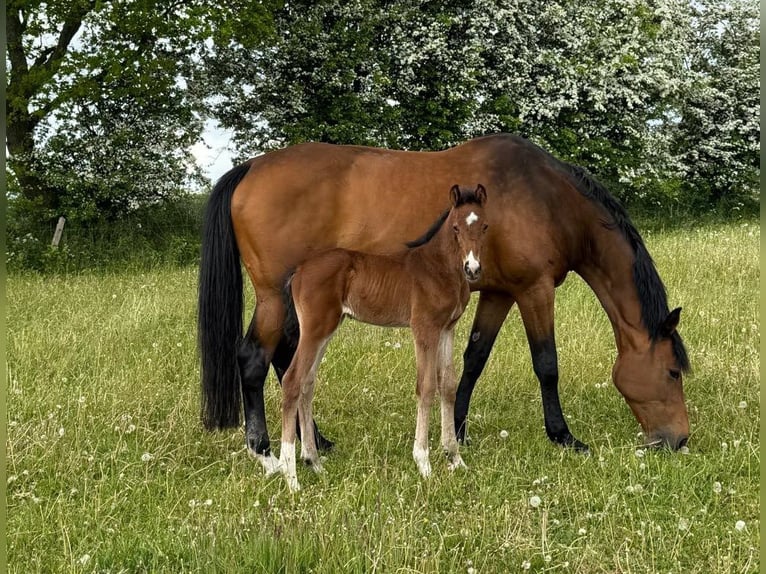Holstein Mare 15 years 16,2 hh Brown in Bargenstedt