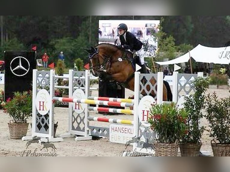 Holstein Mare 15 years 16,2 hh Brown in Bargenstedt