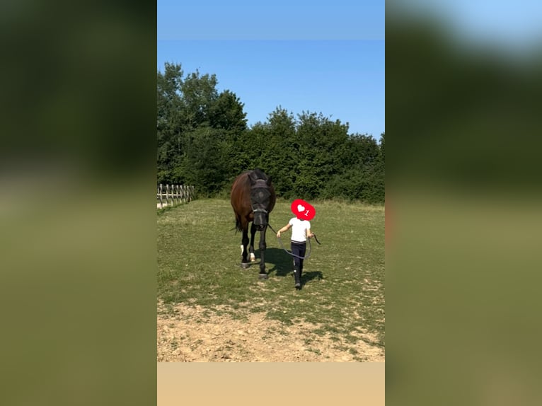 Holstein Mare 15 years 16,2 hh Brown in Villmar