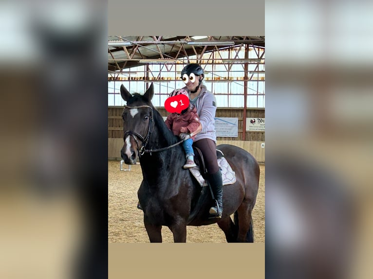 Holstein Mare 15 years 16,2 hh Brown in Villmar