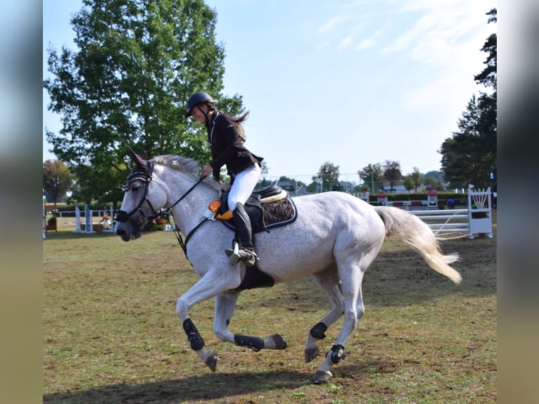 Holstein Mare 15 years 16,2 hh Grey in Wanzleben-B&#xF6;rde