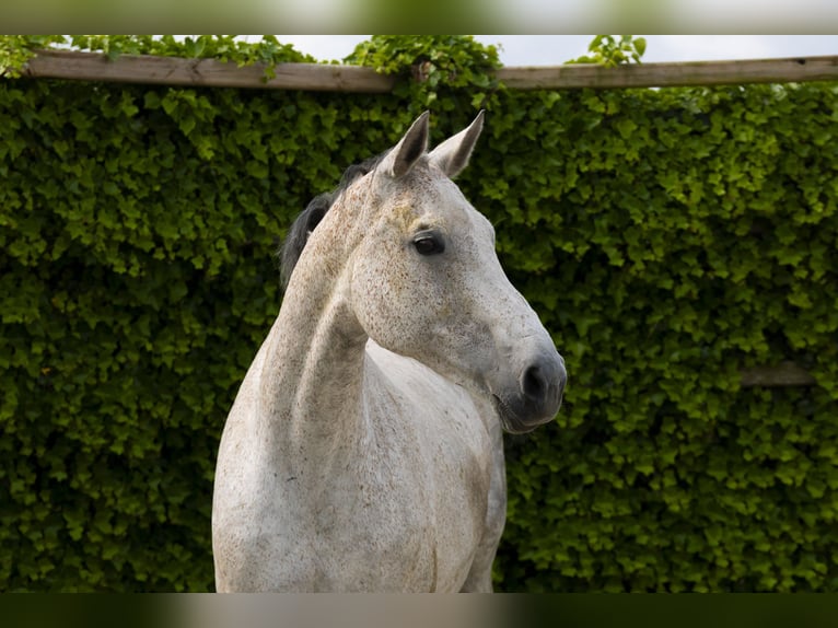Holstein Mare 15 years 16,3 hh Gray in Waddinxveen