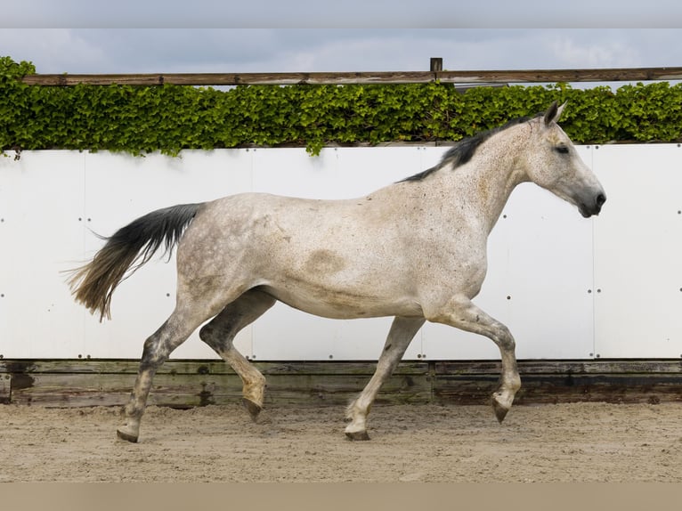 Holstein Mare 15 years 16,3 hh Gray in Waddinxveen