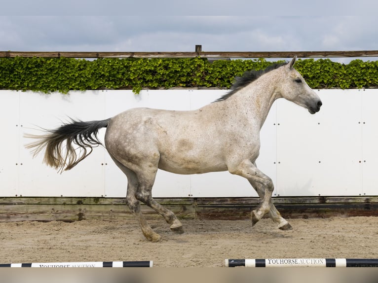 Holstein Mare 15 years 16,3 hh Gray in Waddinxveen