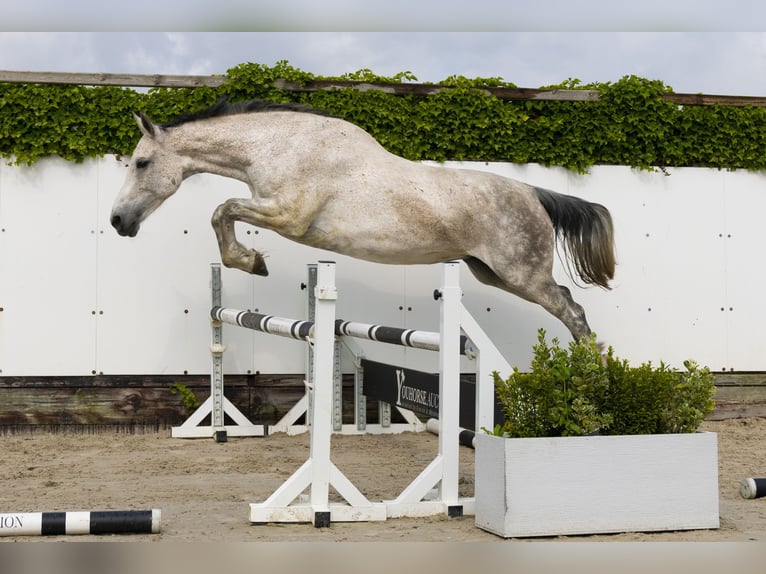 Holstein Mare 15 years 16,3 hh Gray in Waddinxveen