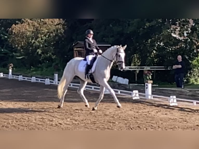 Holstein Mare 15 years 16,3 hh Grey in Rødekro