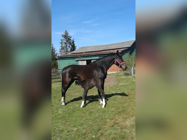 Holstein Mare 15 years 17.3 hh Bay-Dark in Jevenstedt