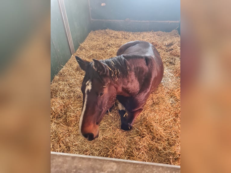 Holstein Mare 15 years 17 hh Brown in Kiel