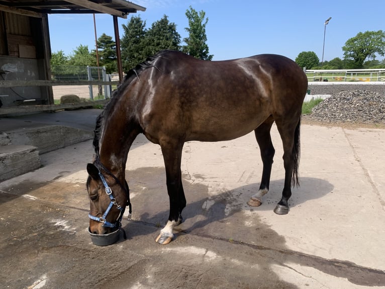 Holstein Mare 15 years 17 hh Brown in Kiel