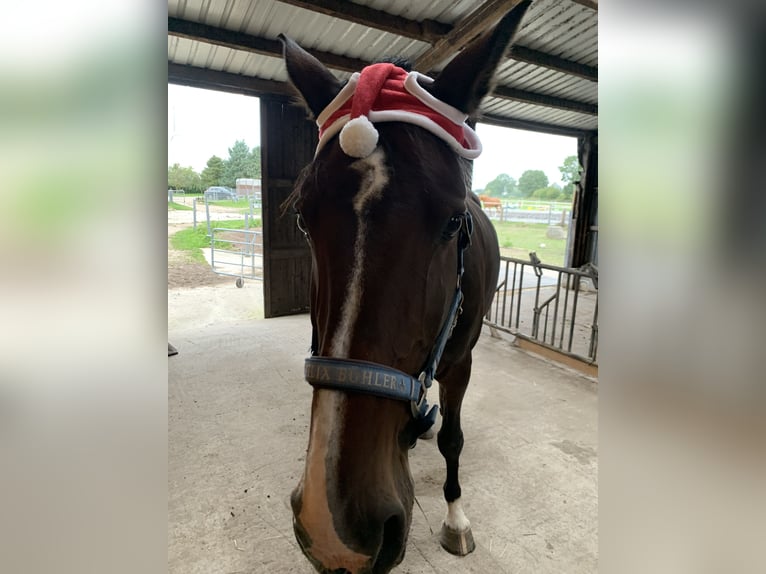 Holstein Mare 15 years 17 hh Brown in Kiel