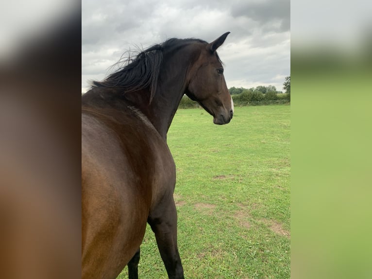 Holstein Mare 15 years 17 hh Brown in Kiel