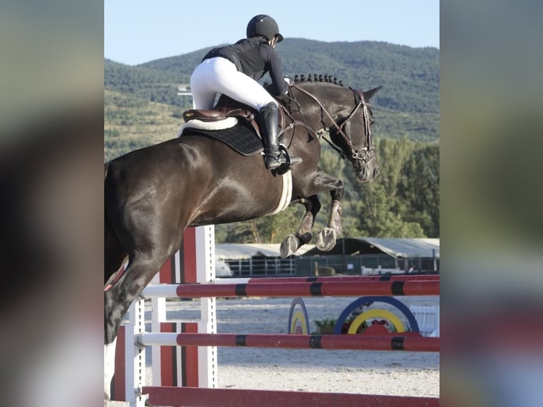 Holstein Mare 16 years 16.1 hh Black in Barcelona
