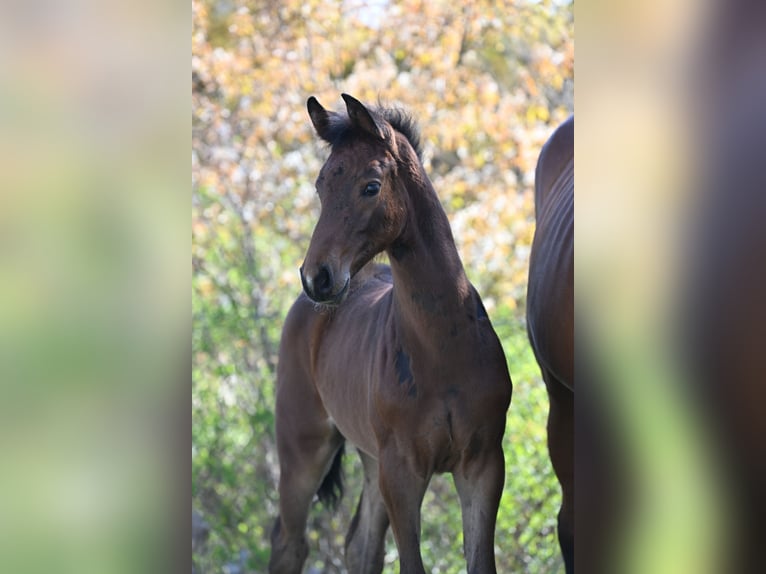 Holstein Mare 16 years 16,2 hh Brown in Schönwalde-Glien