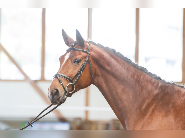 Holstein Mare 16 years 16,2 hh Brown in Schönwalde-Glien