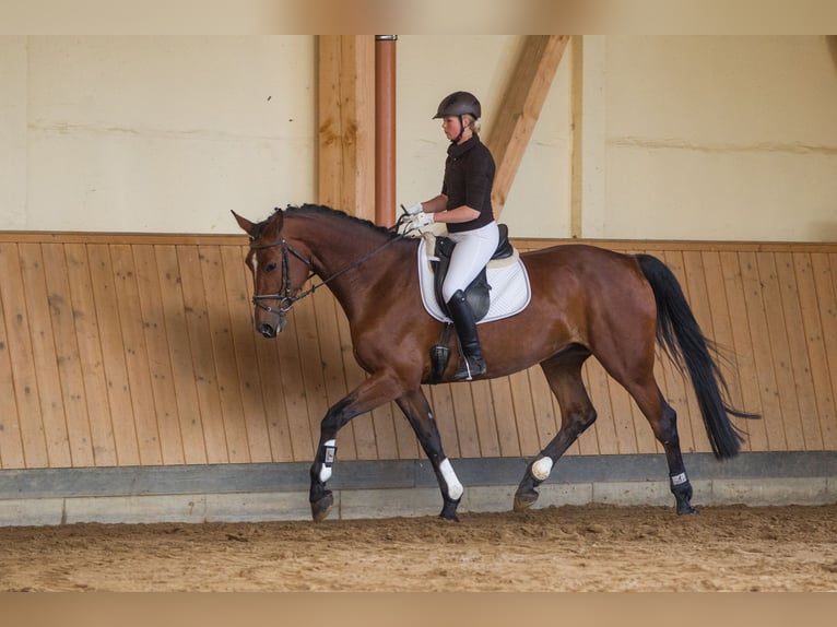 Holstein Mare 16 years 16,2 hh Brown in Schönwalde-Glien