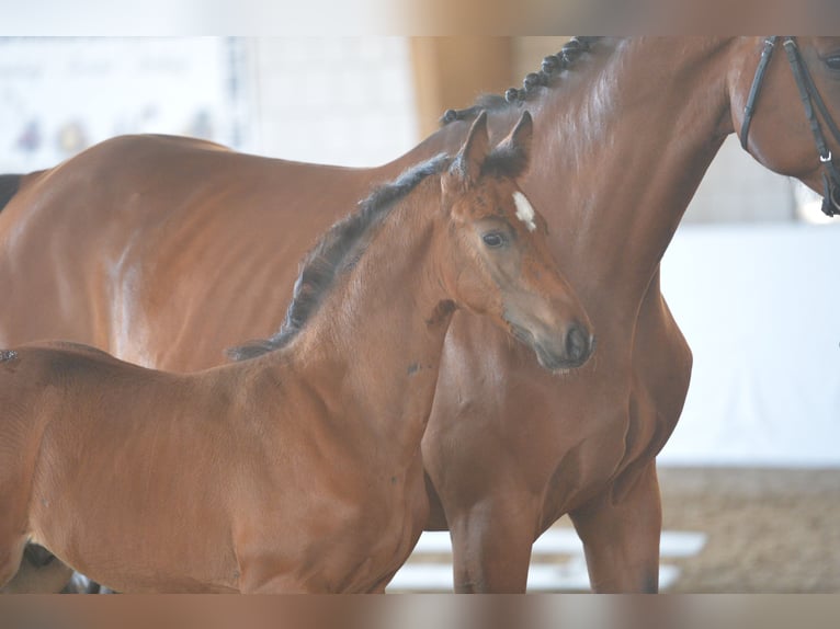 Holstein Mare 16 years 16,2 hh Brown in Schönwalde-Glien