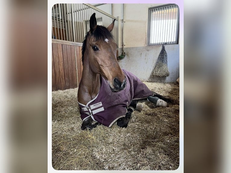 Holstein Mare 16 years 16.2 hh Brown in Köln