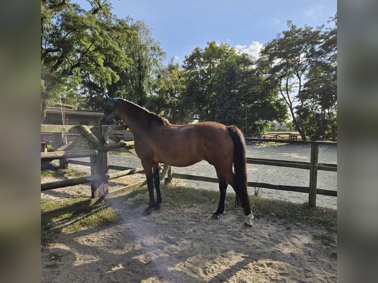 Holstein Mare 16 years 16.2 hh Brown in Köln