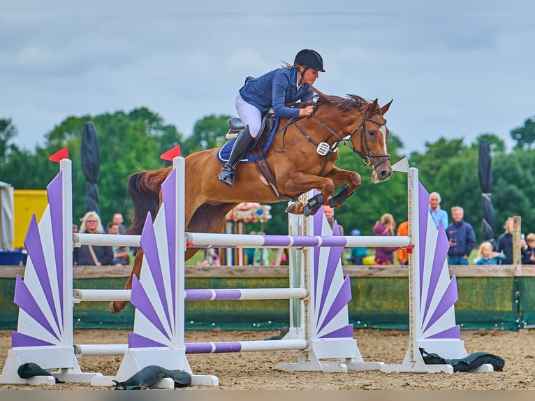 Holstein Mare 16 years 16,2 hh Chestnut-Red in SchwarmstedtEssel