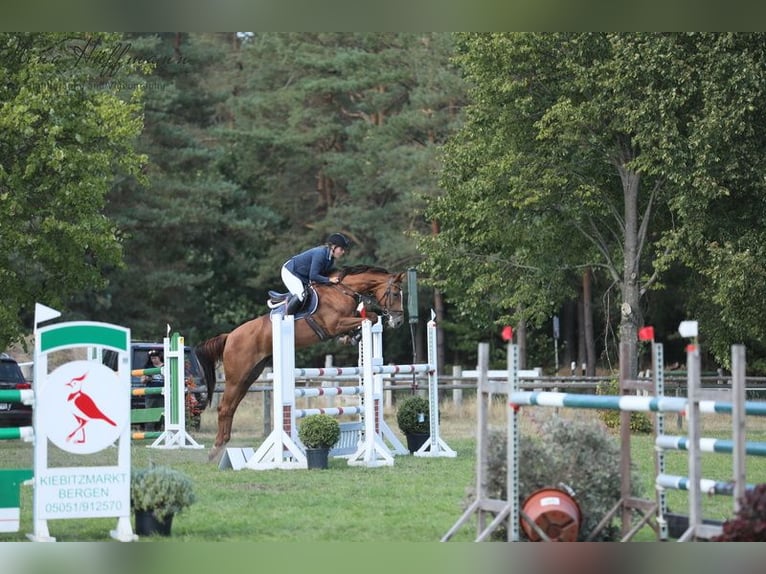 Holstein Mare 16 years 16,2 hh Chestnut-Red in SchwarmstedtEssel