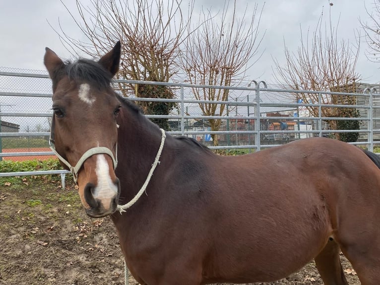 Holstein Mare 16 years 16 hh Brown in Bahlingen am Kaiserstuhl