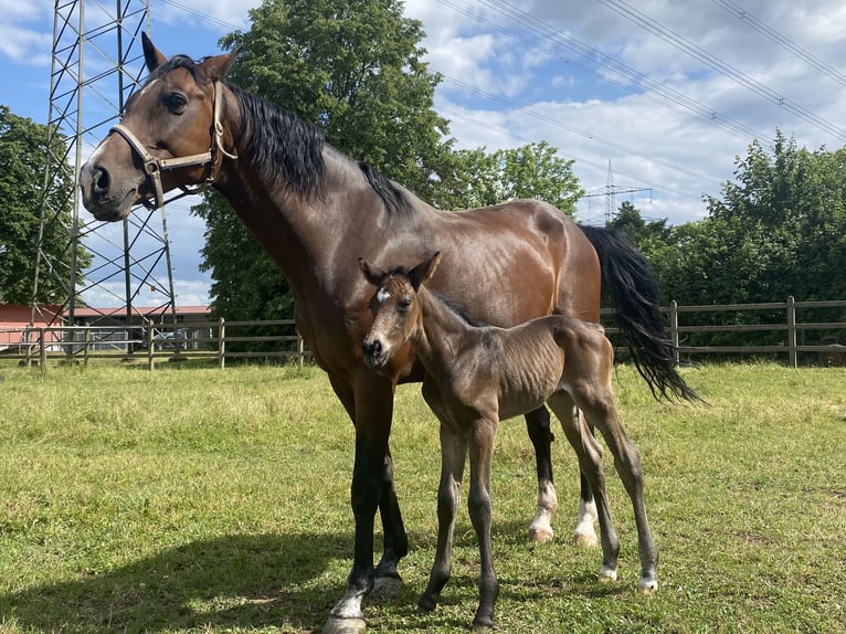 Holstein Mare 16 years 16 hh Brown in Bahlingen am Kaiserstuhl