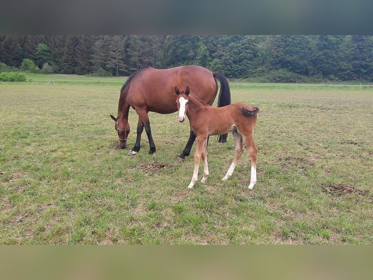 Holstein Mare 16 years 16 hh Brown in Dietfurt an der Altmühl