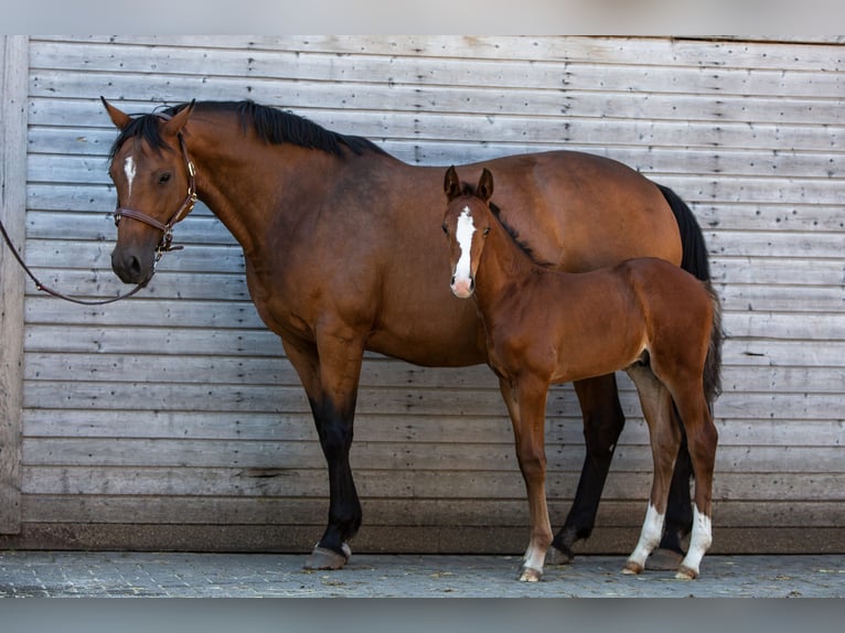 Holstein Mare 16 years 16 hh Brown in Dietfurt an der Altmühl