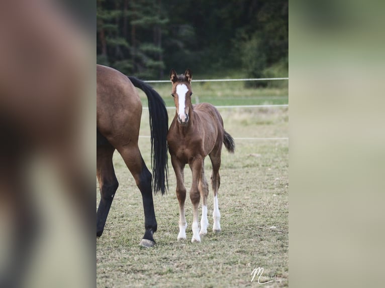 Holstein Mare 16 years 16 hh Brown in Dietfurt an der Altmühl