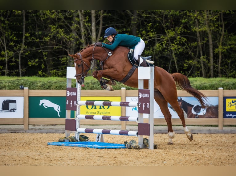 Holstein Mare 16 years 16 hh Brown in Dietfurt an der Altmühl