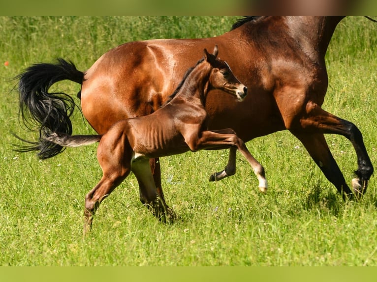 Holstein Mare 16 years 16 hh Brown in Dietfurt an der Altmühl