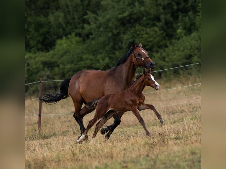 Holstein Mare 16 years 16 hh Brown in Dietfurt an der Altmühl