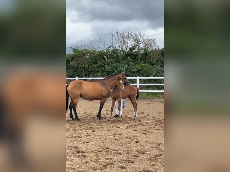 Holstein Mare 16 years 16 hh Brown in Schacht-Audorf