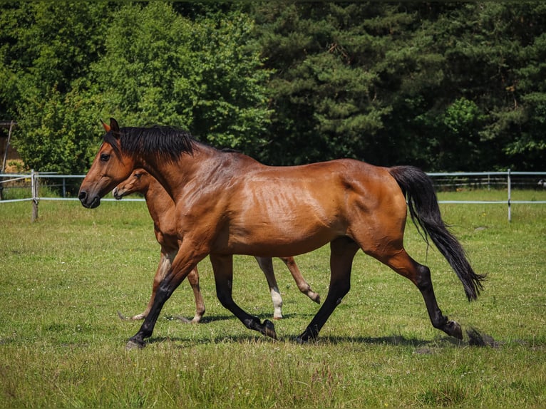 Holstein Mare 16 years 16 hh Brown in Schacht-Audorf